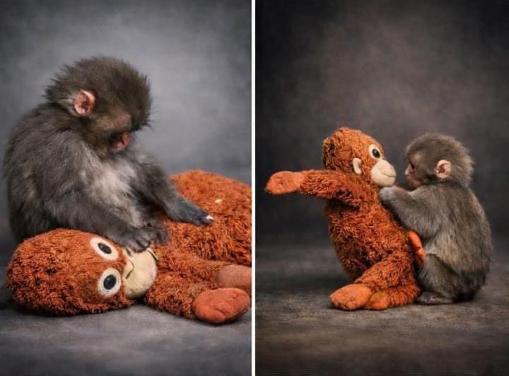 Punch, el mono bebé que se aferró a un peluche tras ser abandonado por su madre, conmueve a internet